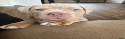 Olde English Bulldogge dogs for sale: Last boy fluffy carrier ready now - Advert 5