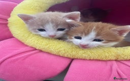 Mixed Breed cats for sale: Sweet Little Kittens Ready Soon - Advert 8