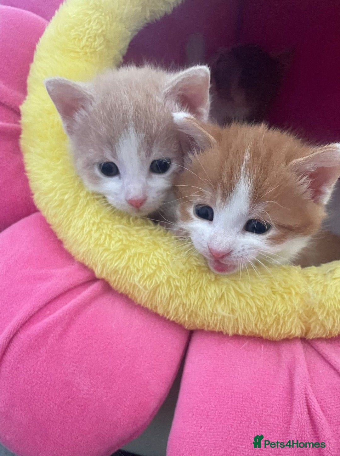 Mixed Breed cats for sale: Sweet Little Kittens Ready Soon - Advert 8