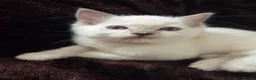 Ragdoll cats for sale:  🏆GCCF REG. EXTENSIVELY TESTED RAGDOLL KITTENS 🌟 - Advert 9