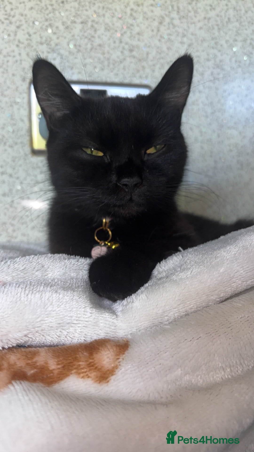 Mixed Breed cats 1 girl kitten for sale  - Advert 10