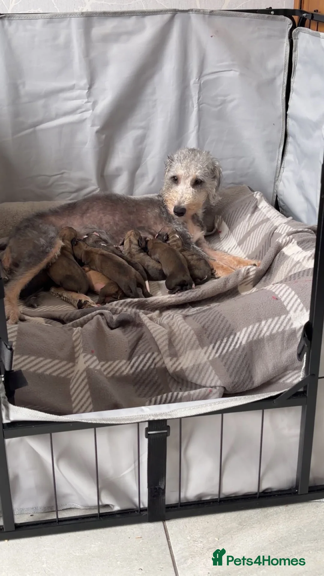 Mixed Breed dogs for sale: Bedlington x Whippet - Advert 13