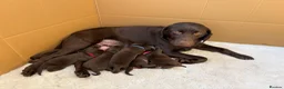 Labrador Retriever dogs for sale: Beautiful Chocolate Labrador Puppies - 09/03/2026 - Advert 40