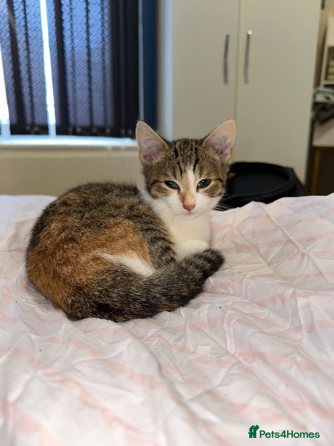 Mixed Breed cats for sale: 3 female kittens 🐱🩷 - Image 5