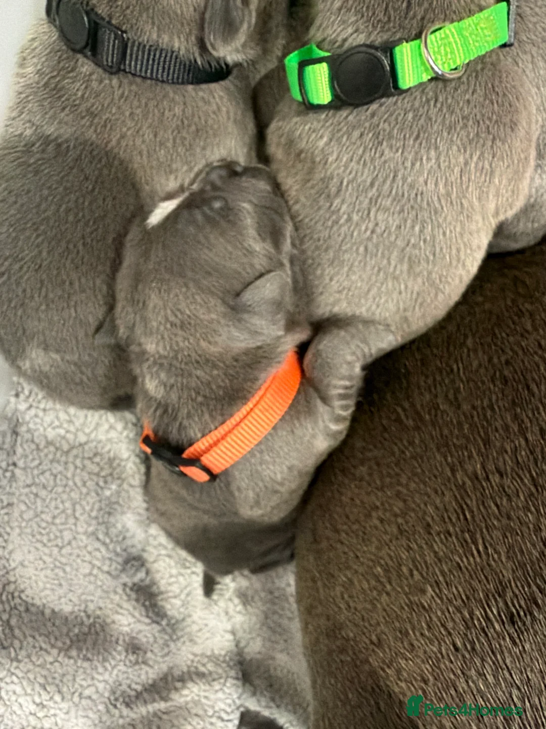 Staffordshire Bull Terrier dogs for sale: Beautiful litter of 6 KC Reg blue SBT PUPS - Advert 2