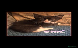 Mixed Breed cats for sale: 😻 Cute kittens. 1 tabby 1 black & 3 black & white - Image 4