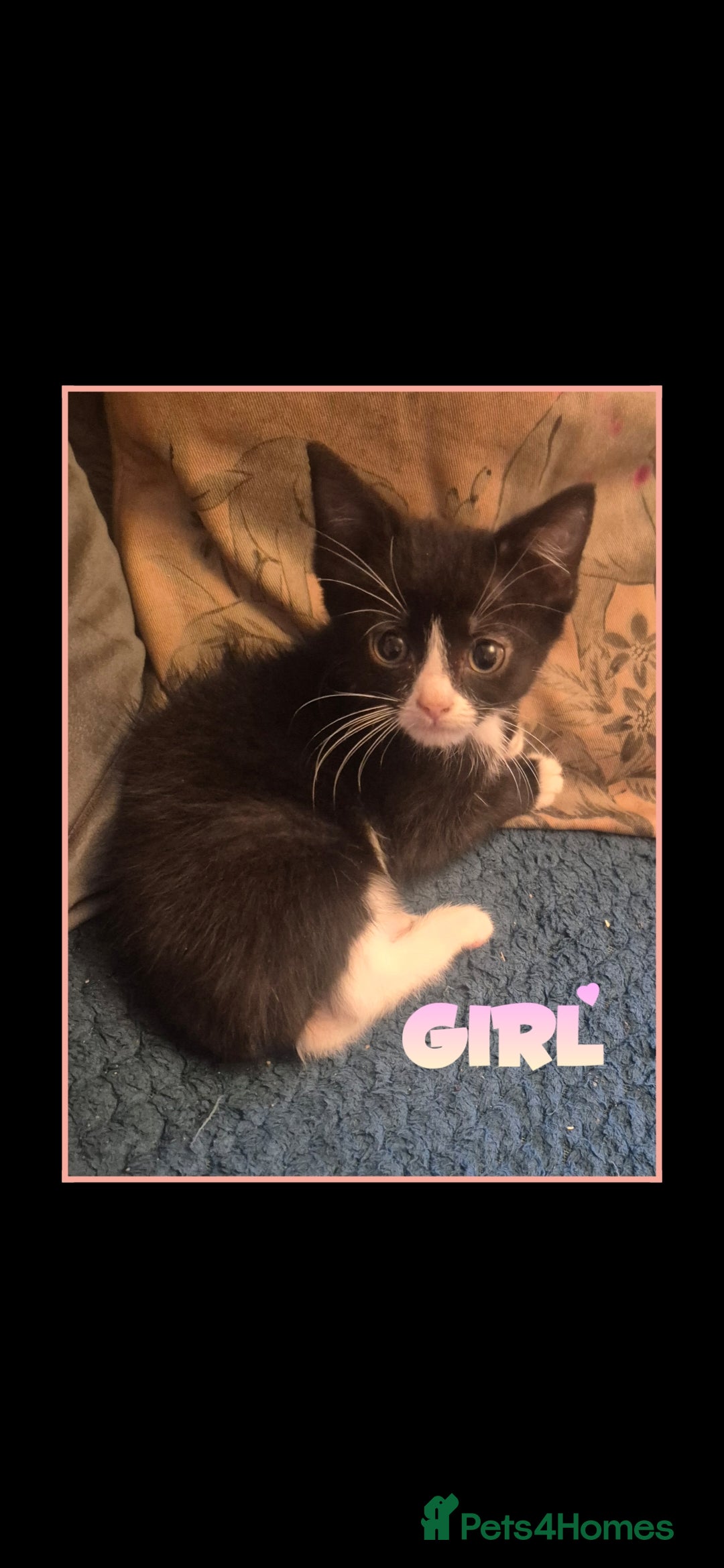Mixed Breed cats for sale: 😻 Cute kittens. 1 tabby 1 black & 3 black & white - Image 4
