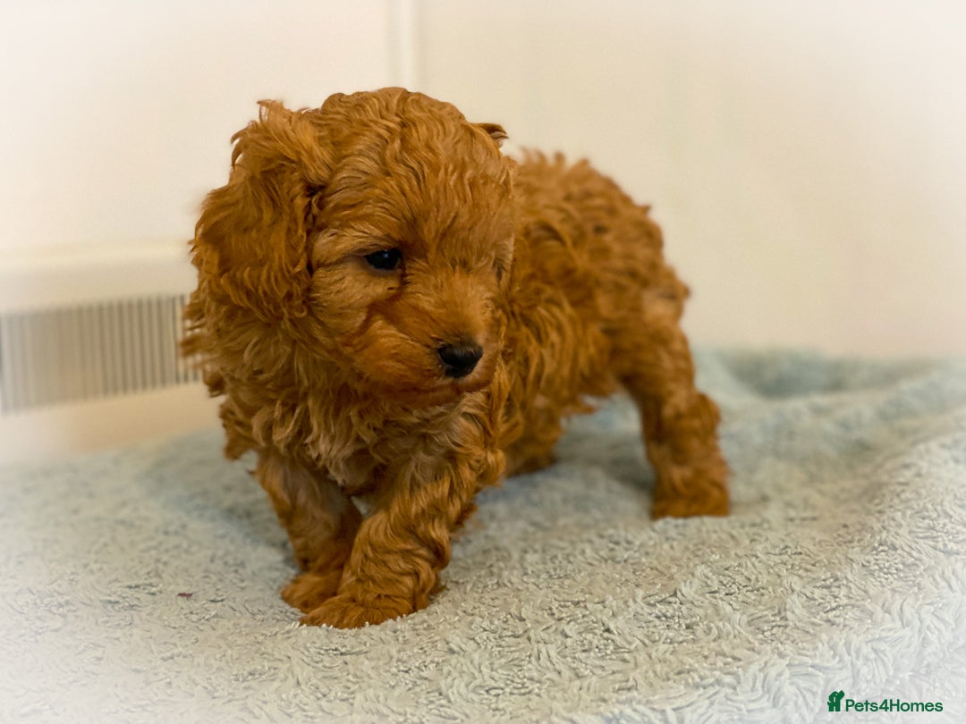 Cavapoo dogs for stud: F1b 5.6kg Cavapoo stud. Devon 100% success in Winkleigh - Image 4