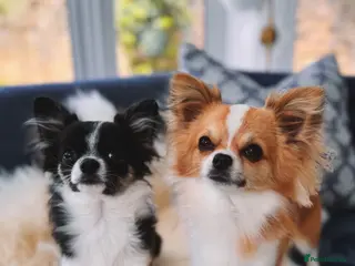 Chihuahua dogs Chihuahua boys searching for loving forever home - Advert 1