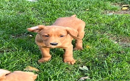 Labrador Retriever dogs for sale: FANTASTIC LITTER FOX RED LABRADOR PUPPIES  - Image 6