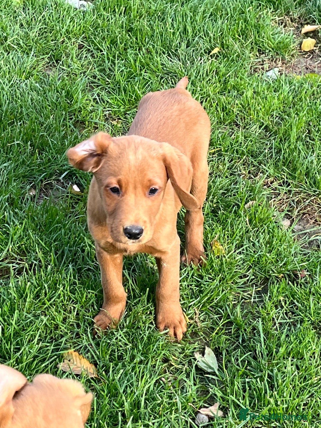 Labrador Retriever dogs for sale: FANTASTIC LITTER FOX RED LABRADOR PUPPIES  - Image 6