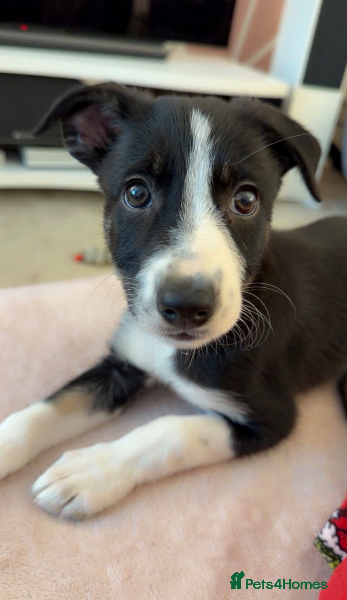 Border Collie dogs 🎀last tri girl ready full vaccinated 🐾 - Advert 3