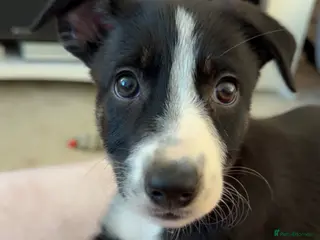 Border Collie dogs 🎀last tri girl ready full vaccinated 🐾 - Advert 3