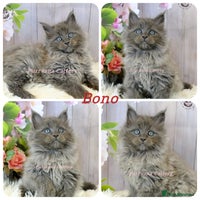 Maine Coon cats - Advert 10
