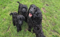 Cockapoo dogs for sale: Cockapoo pups - Image 10