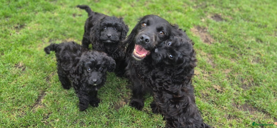Cockapoo dogs for sale: Cockapoo pups - Image 10
