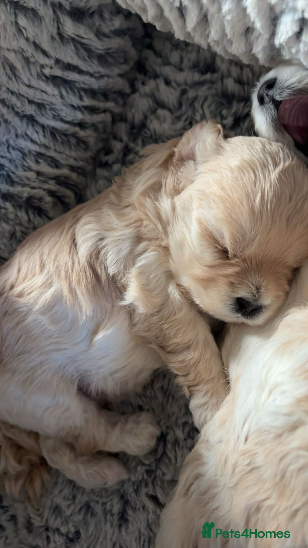 Mixed Breed dogs for sale: Maltons  - Advert 4