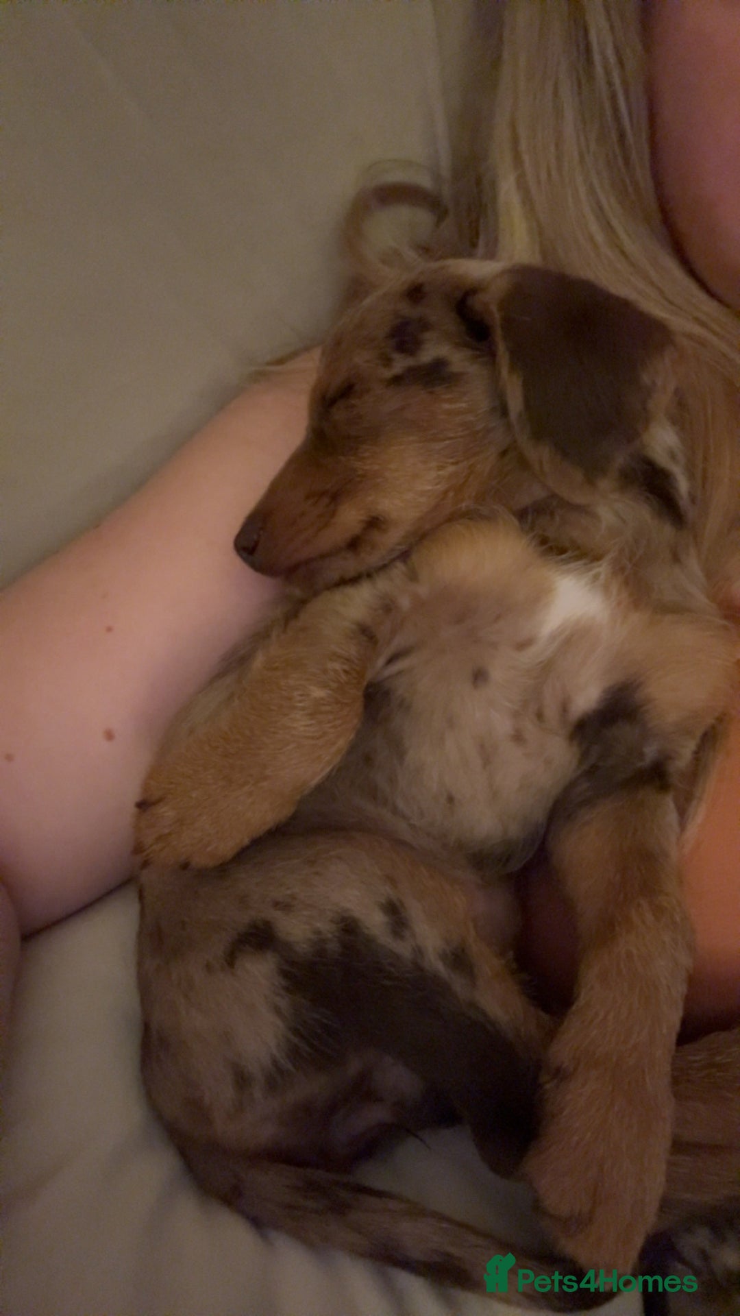 Mixed Breed dogs for sale: 2 lovely Daschund pups for sale. - Image 9