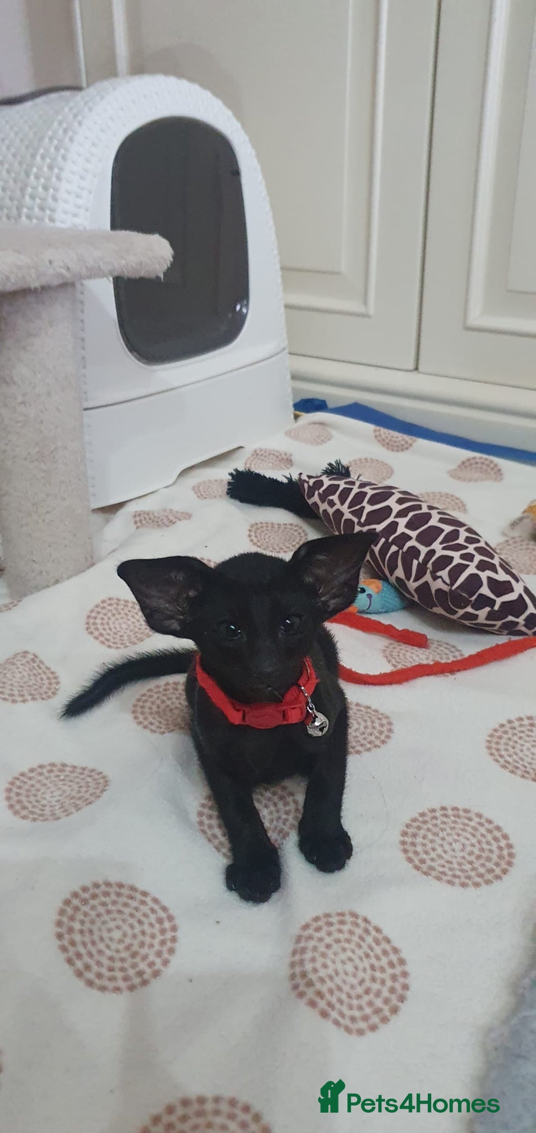 Oriental cats for sale: Beautiful Oriental Kittens for Sale - Advert 23