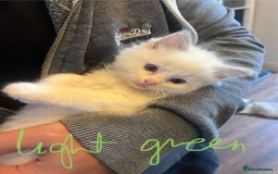 Ragdoll cats for sale: Stunning Ragdoll kittens for sale - Image 3