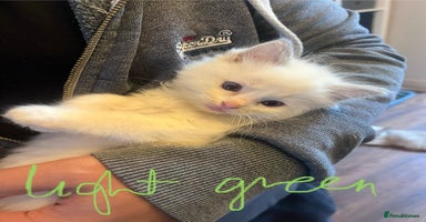 Ragdoll cats - Advert 9