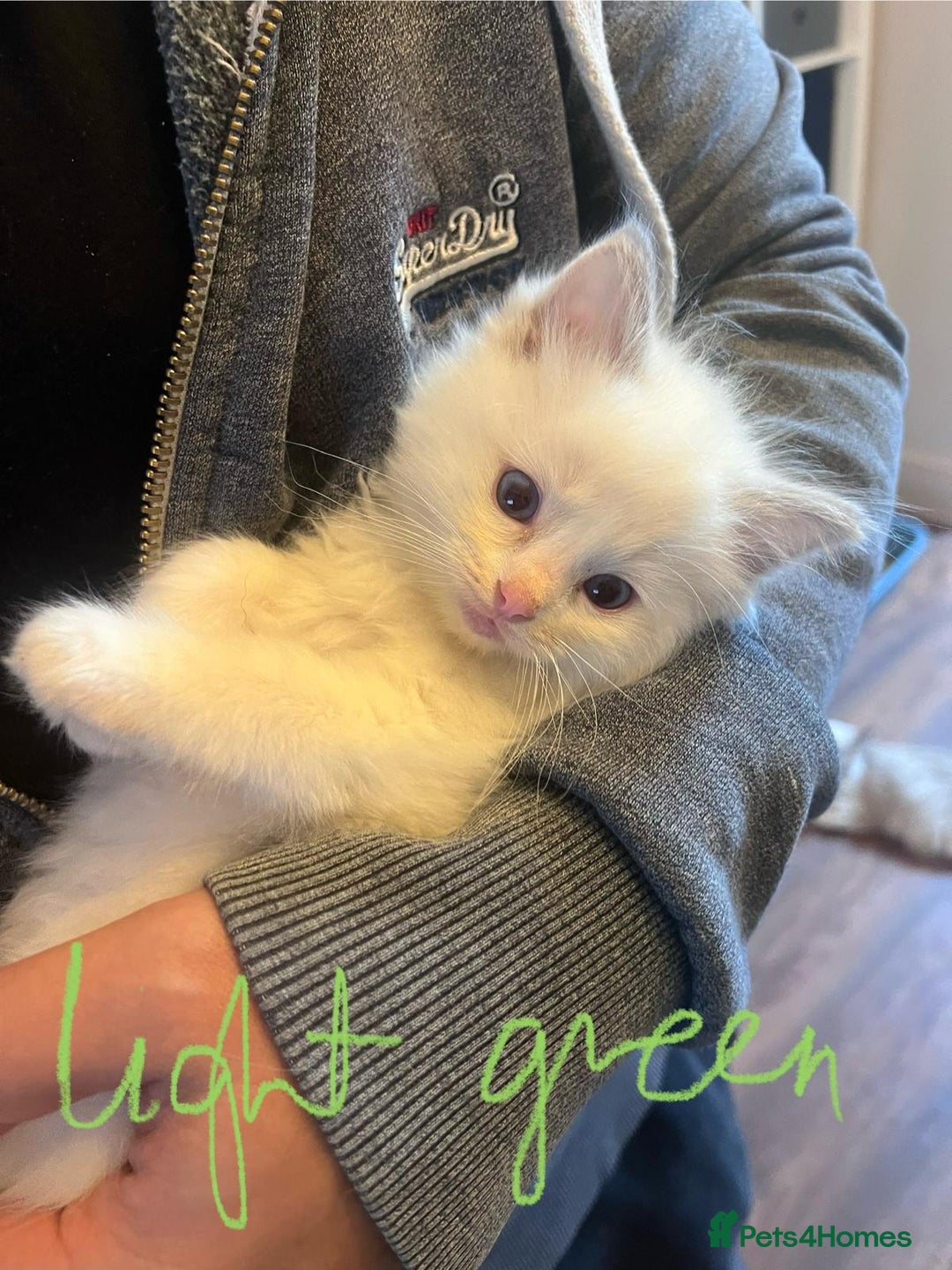 Ragdoll cats for sale: Stunning Ragdoll kittens for sale - Image 3