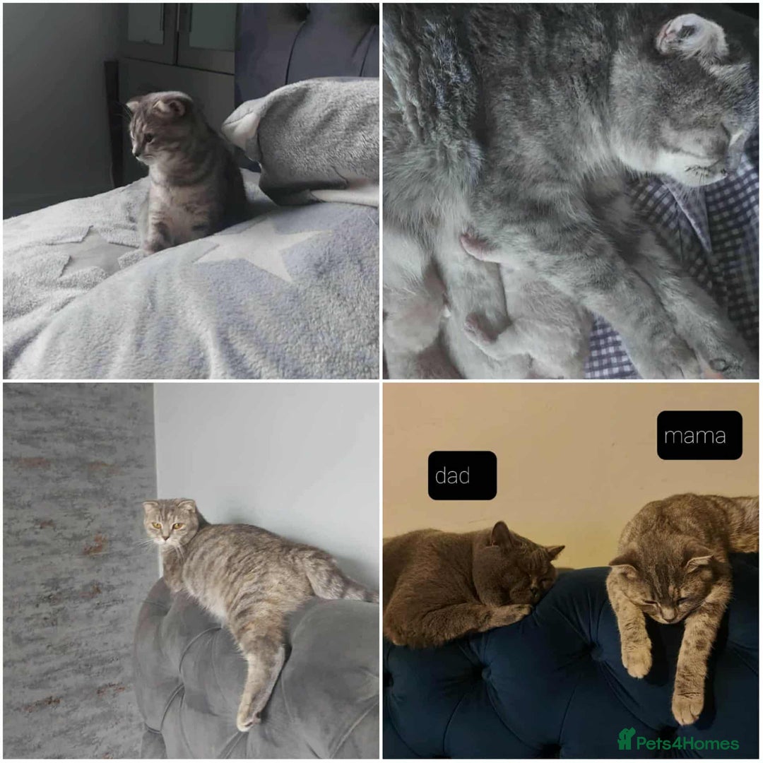 British Shorthair cats for sale: British shorthair kittens and scotish fold  - Image 30