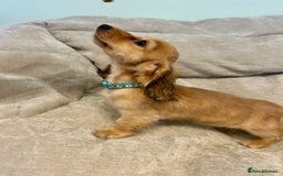 Miniature Dachshund dogs for sale:  LAST ONE - Long Haired Miniature Dachshund - Image 6
