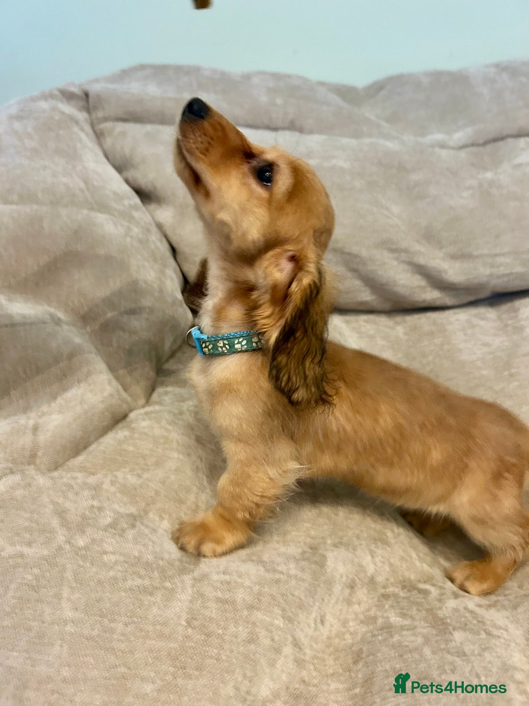 Miniature Dachshund dogs for sale:  LAST ONE - Long Haired Miniature Dachshund - Image 6