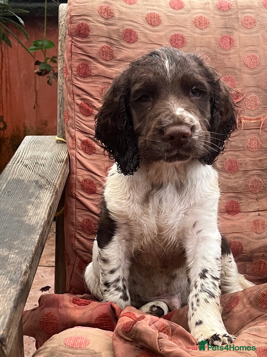 English Springer Spaniel dogs for sale: Springer spaniel puppies - Advert 19