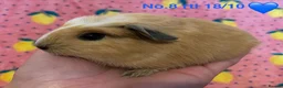 Guinea Pig rodents for sale: Gorgeous baby Guinea pigs - Advert 8