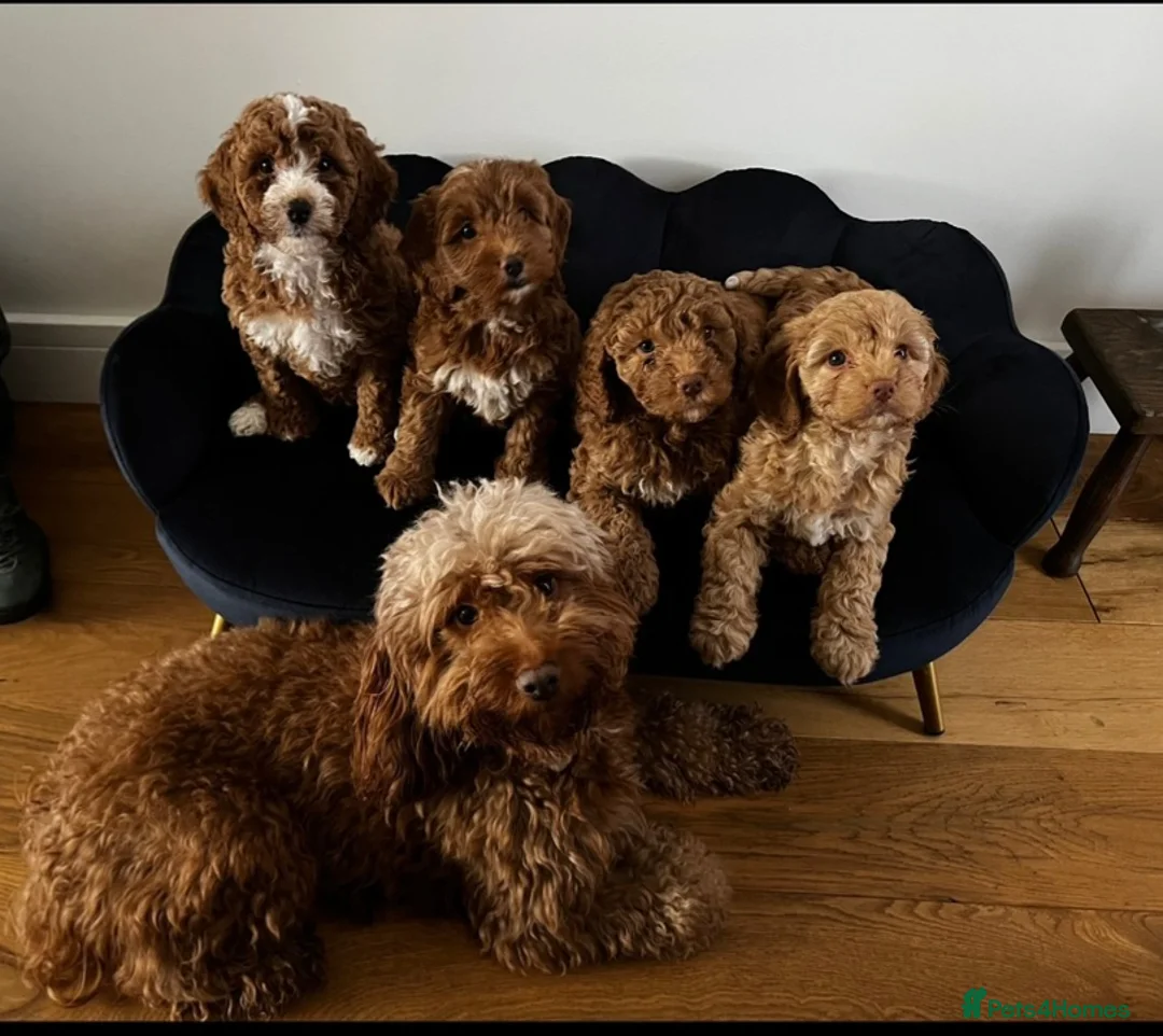 Cockapoo dogs for stud: Proven Red & white F1 cockapoo stud dog. in Barnsley - Advert 15