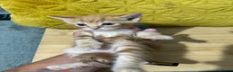 Mixed Breed cats for sale: Beautiful Ginger & Tortoiseshell Kittens in Faringdon - Advert 33