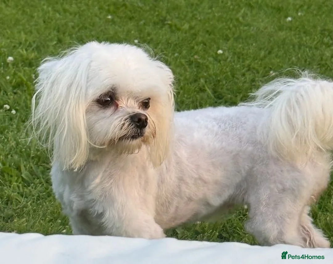 Maltese dogs for sale: 2 GORGEOUS MALTESE GIRLS - Advert 2