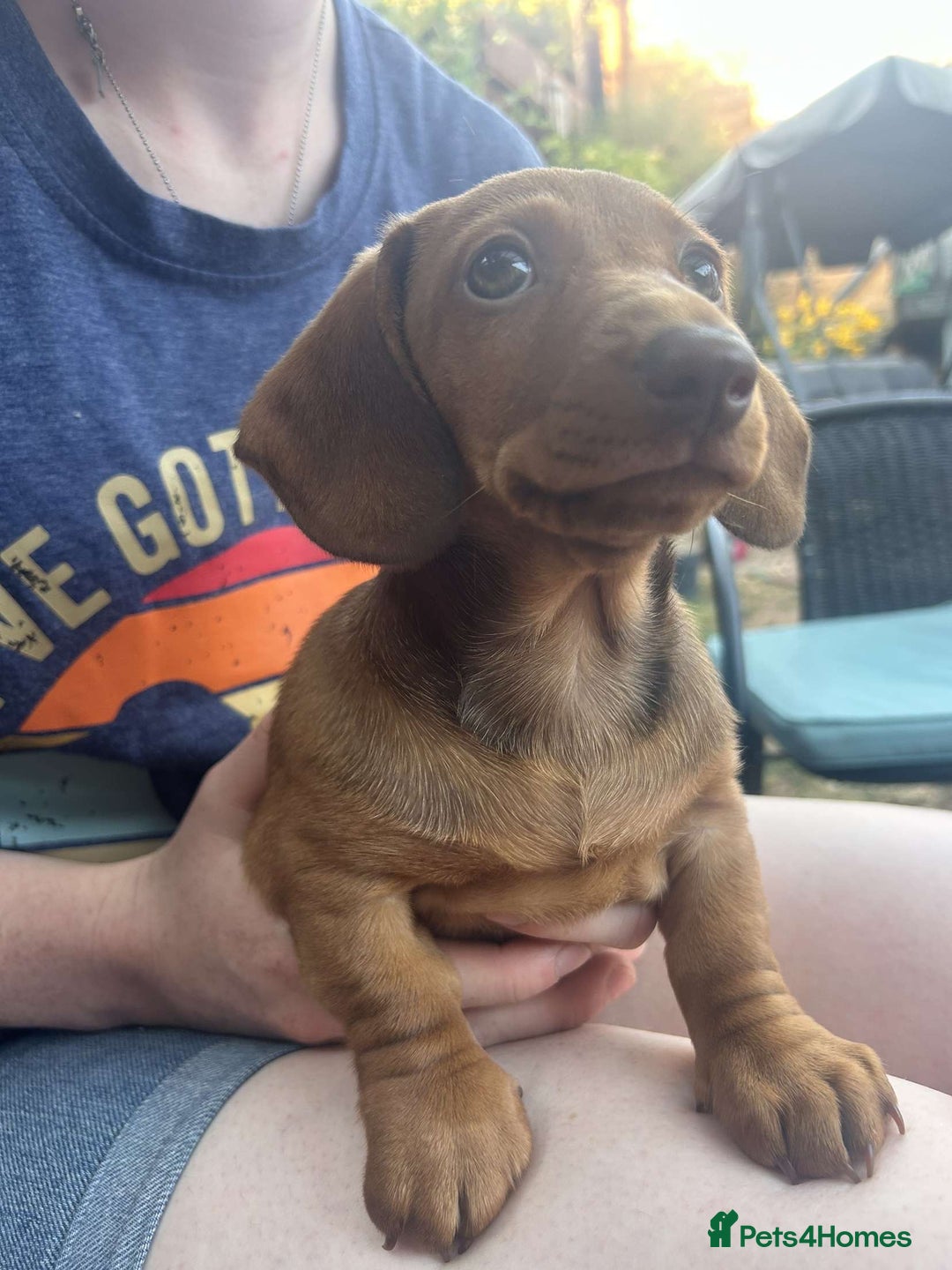 Miniature Dachshund dogs for sale: Beautiful miniature dachshund girl  - Image 3