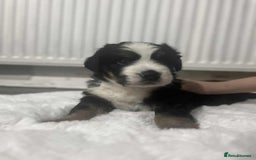 Bernese Mountain Dog dogs for sale: puppy  - Image 2