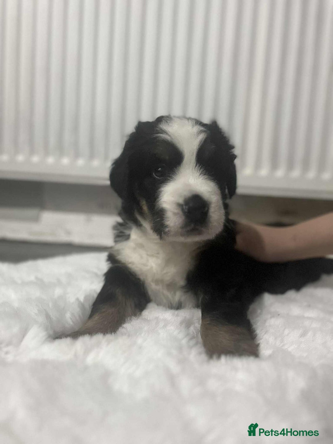 Bernese Mountain Dog dogs for sale: puppy  - Image 2