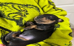 Miniature Dachshund dogs for sale: Miniature Dachshund Puppy Gorgeous Black & Tan Boy - Advert 5