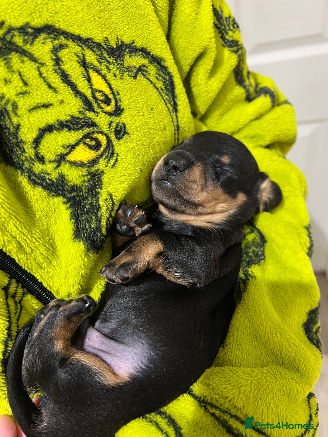 Miniature Dachshund dogs for sale: Miniature Dachshund Puppy Gorgeous Black & Tan Boy - Advert 5
