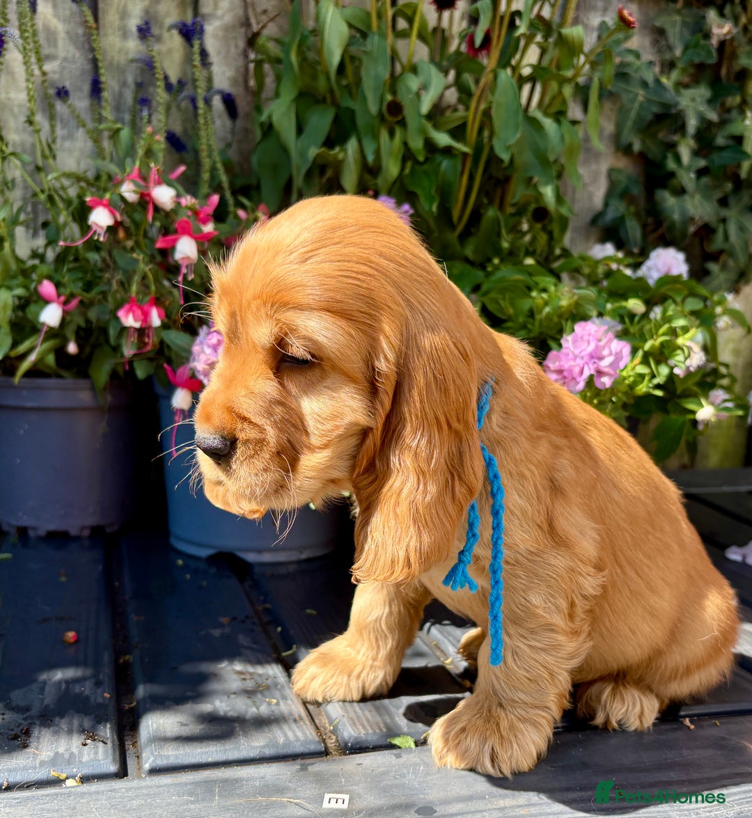 Cocker Spaniel dogs for sale: Exceptional Golden KC Show Cocker Spaniels in Chepstow - Image 25