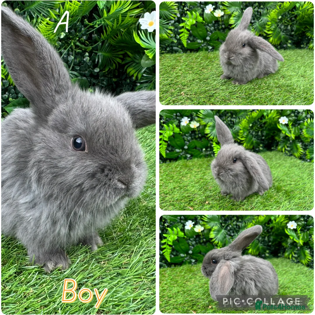 Mini Lop rabbits for sale: Mini lop rabbits 8 weeks old  - Advert 7