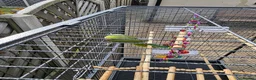 Parrots birds for sale: Green Indian Ring Neck Parrot - Male - parrot/cage - Advert 6