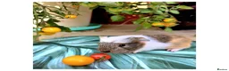Guinea Pig rodents for sale: Baby Guinea Pigs for Sale! in Castleford - Advert 10