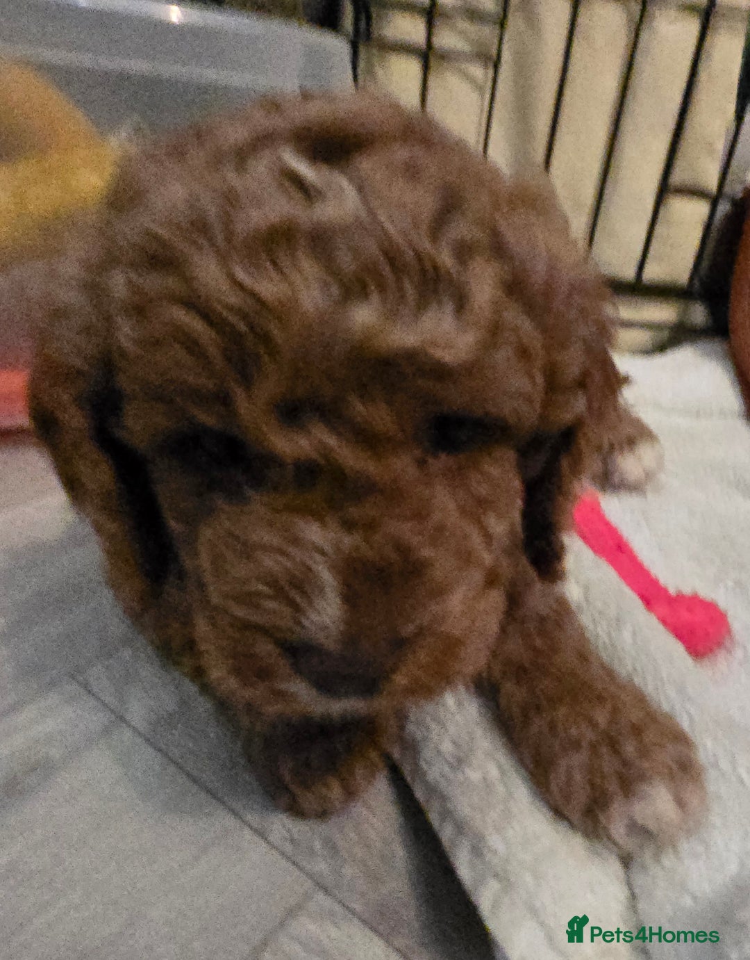 Cavapoo dogs for sale: Teddy bear cavapoo  - Advert 38