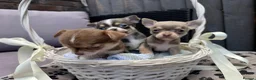 Chihuahua dogs for sale: 🐶Tiny exquisite RARE blue, Lilac & Chocolate Tri  - Advert 36