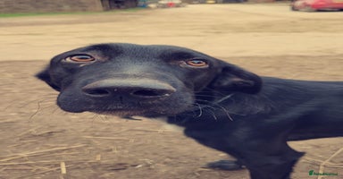 Mixed Breed dogs - Advert 15