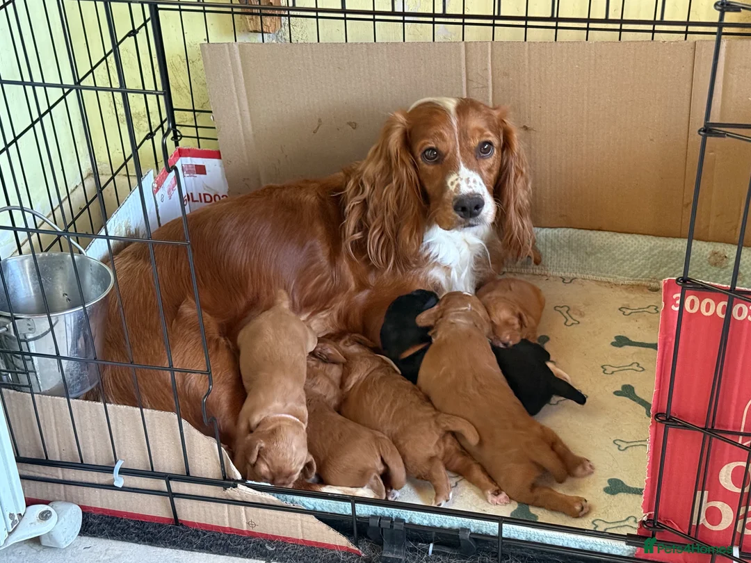 Cocker Spaniel dogs for sale: Working cocker spaniel puppies  in Edenbridge - Advert 2