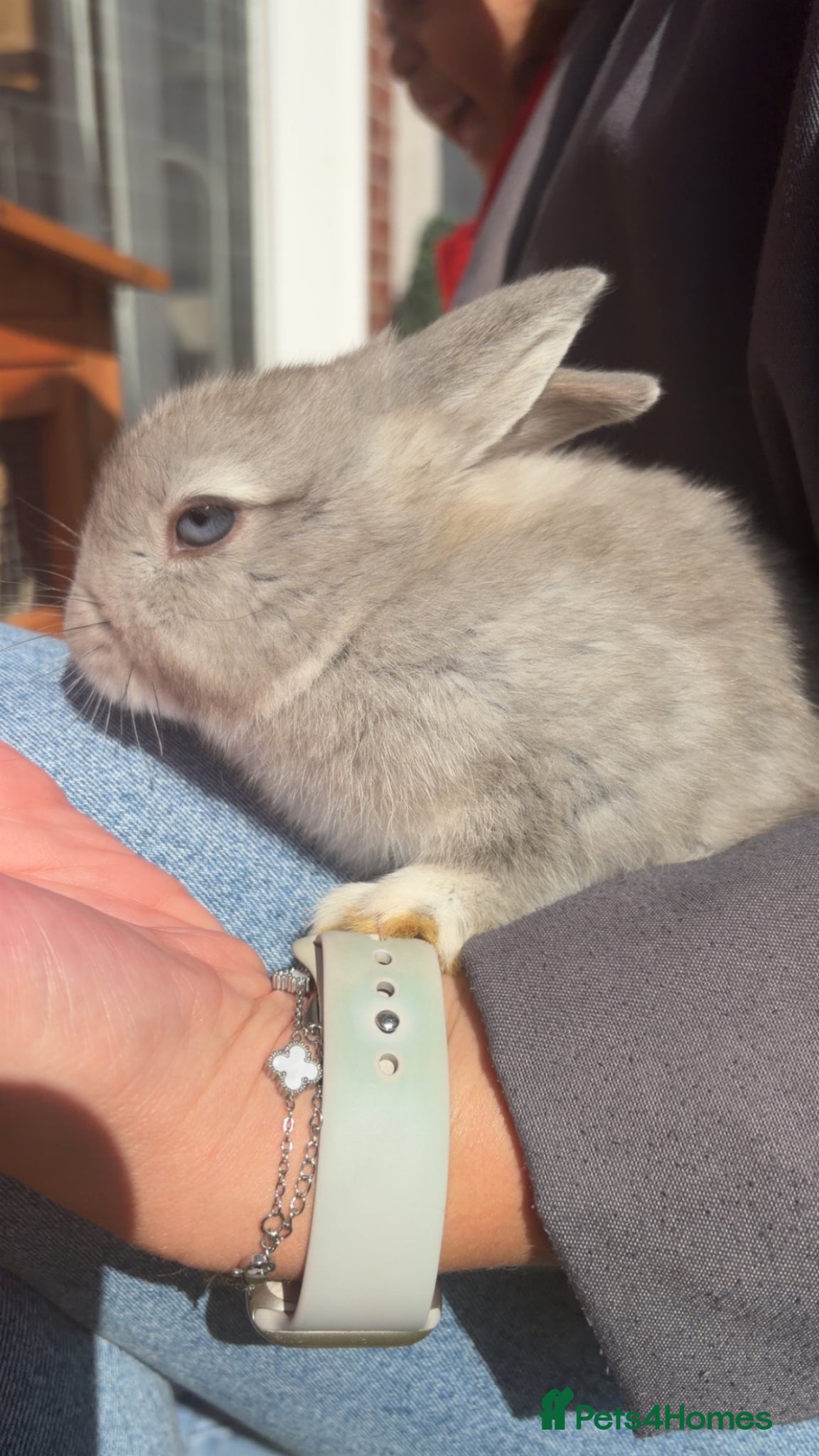 Mixed Breed rabbits Three female bunnies for sale with hutch and run - Advert 9