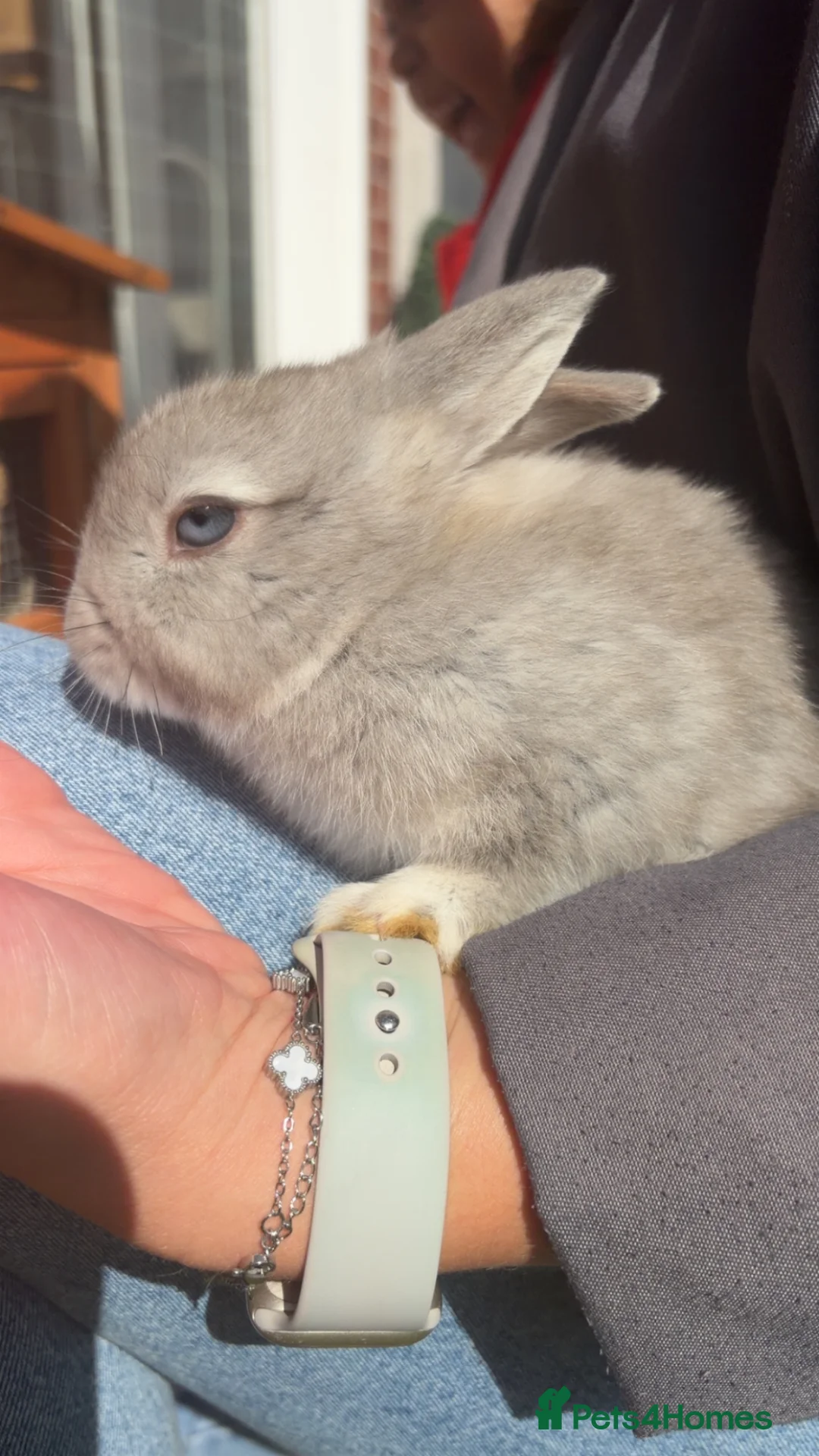 Mixed Breed rabbits for sale: Three female bunnies for sale with hutch and run in Preston - Advert 1