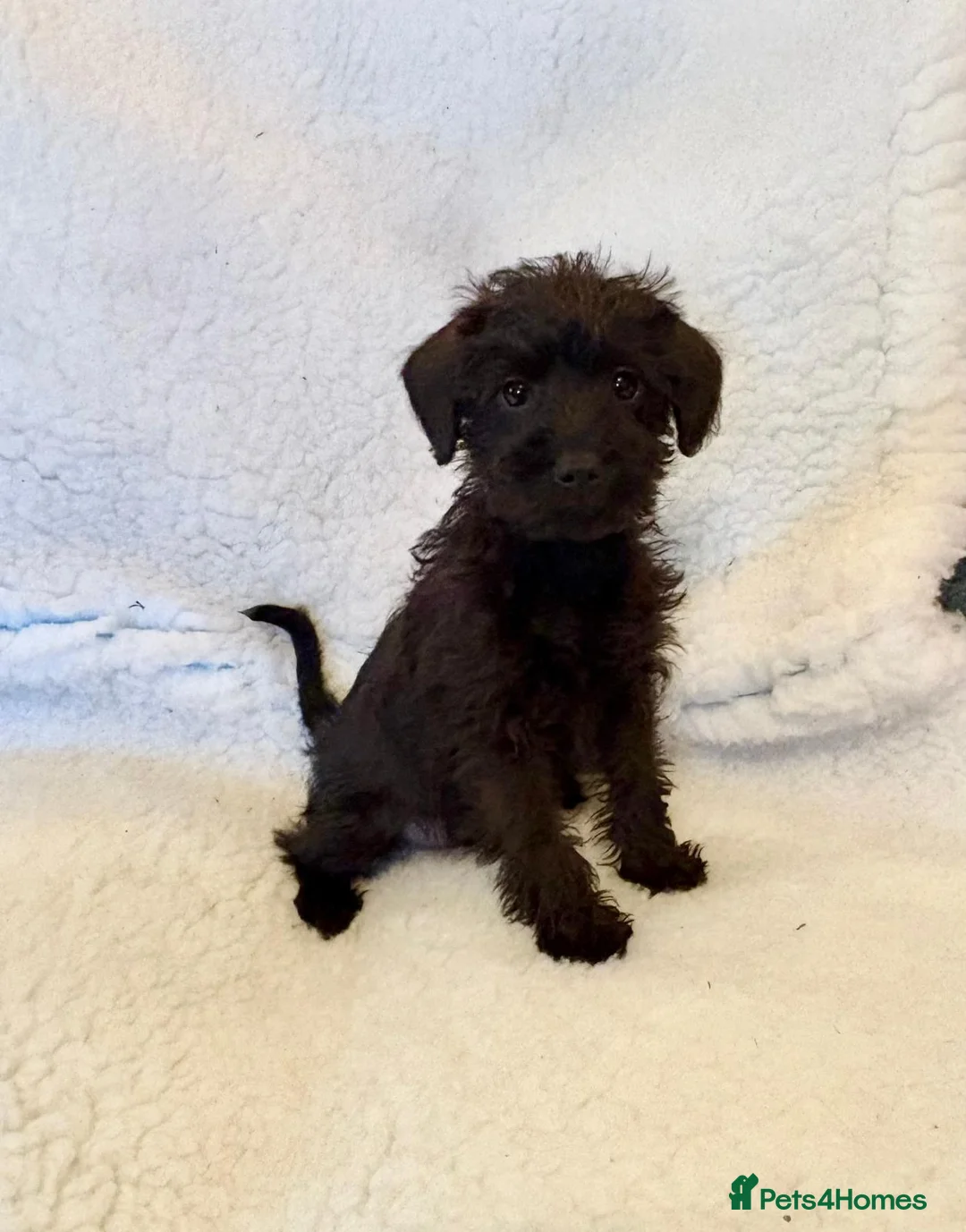 Mixed Breed dogs for sale: Beautiful little schnoodle puppies  - Advert 1